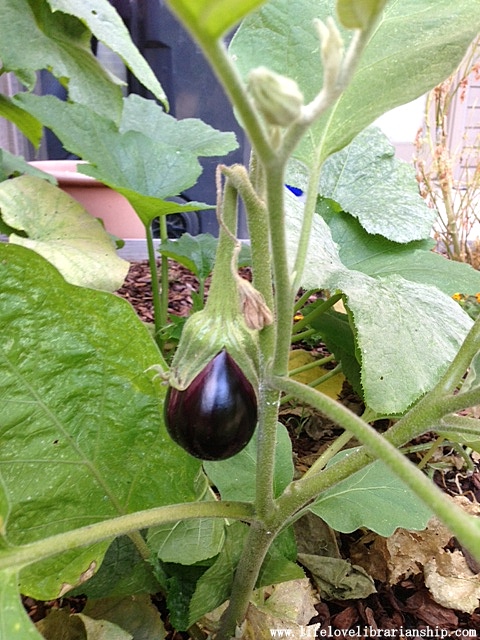 First eggplant!